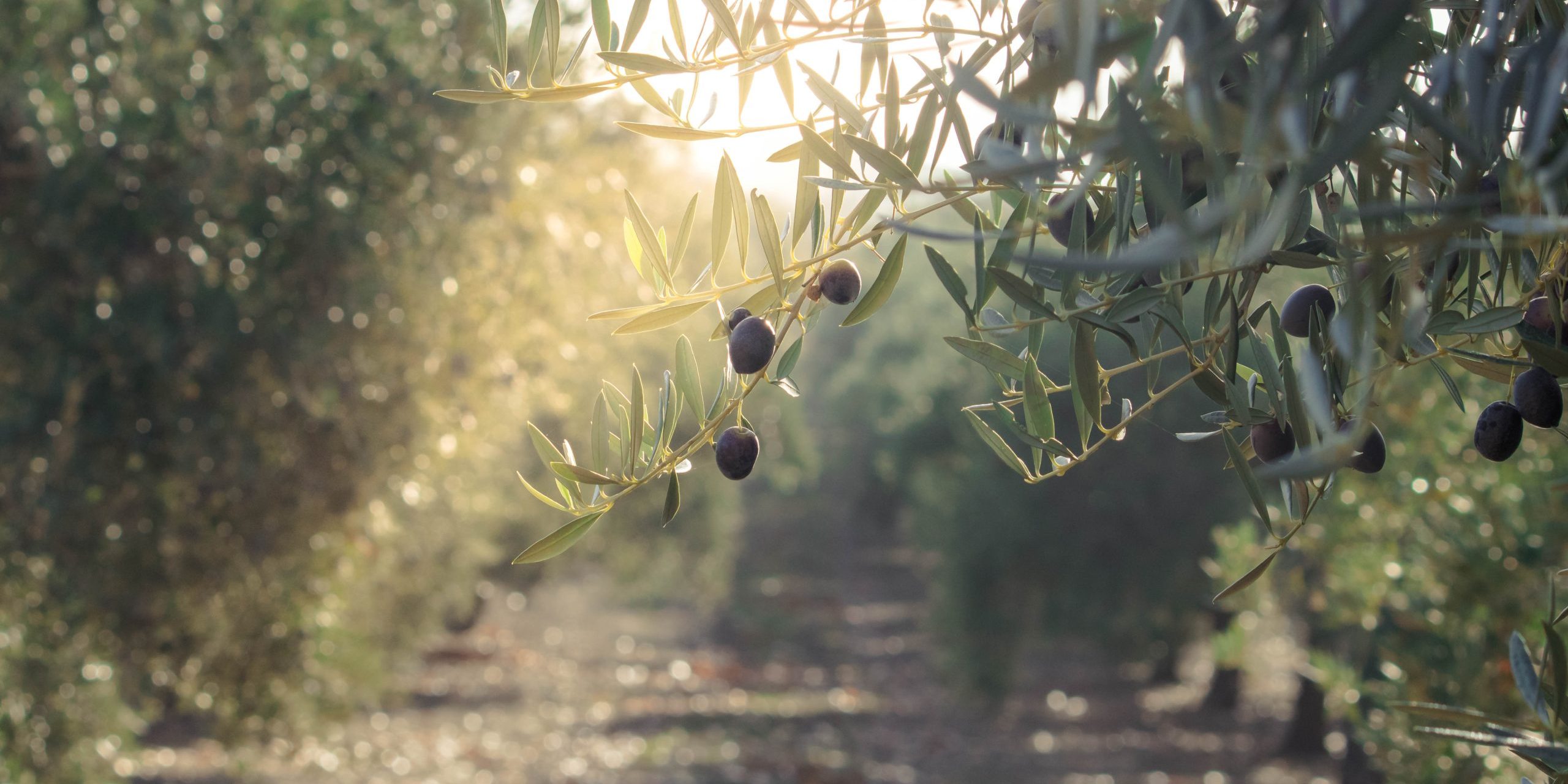 Olive,Oil,Trees,Full,Of,Olives.,Landscape,Harvest,Ready,To